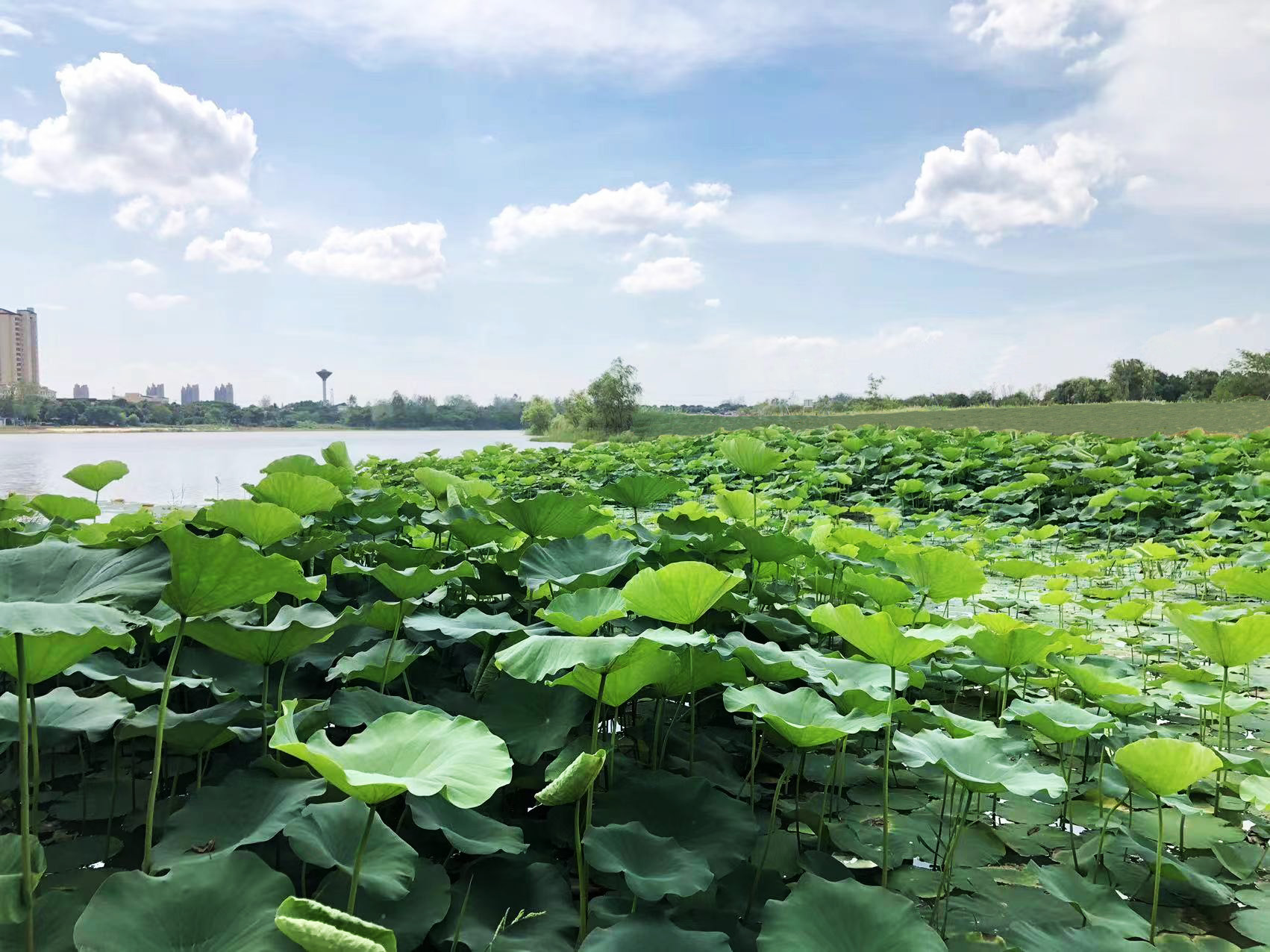 蜀山区苦驴河小流域张公塘水库片水土保持综合治理工程